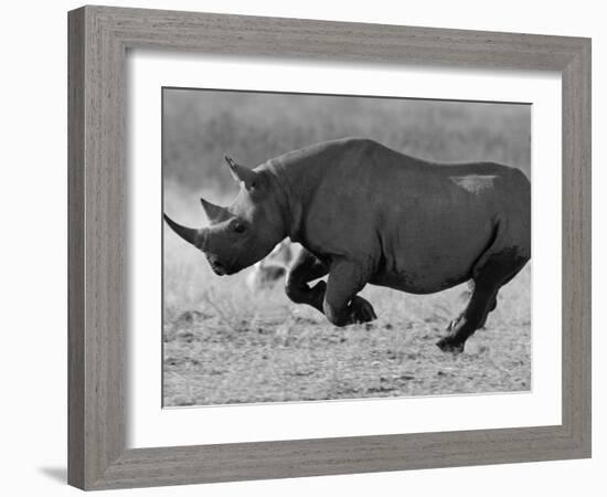 Black Rhinoceros, Running, Namibia-Tony Heald-Framed Photographic Print