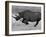 Black Rhinoceros, Running, Namibia-Tony Heald-Framed Photographic Print