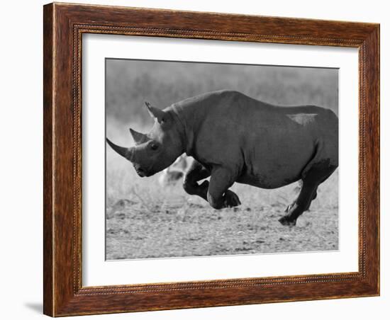 Black Rhinoceros, Running, Namibia-Tony Heald-Framed Photographic Print