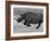 Black Rhinoceros, Running, Namibia-Tony Heald-Framed Photographic Print