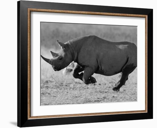 Black Rhinoceros, Running, Namibia-Tony Heald-Framed Photographic Print