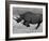 Black Rhinoceros, Running, Namibia-Tony Heald-Framed Photographic Print