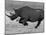 Black Rhinoceros, Running, Namibia-Tony Heald-Mounted Photographic Print