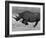 Black Rhinoceros, Running, Namibia-Tony Heald-Framed Photographic Print