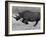 Black Rhinoceros, Running, Namibia-Tony Heald-Framed Photographic Print