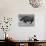 Black Rhinoceros, Running, Namibia-Tony Heald-Photographic Print displayed on a wall