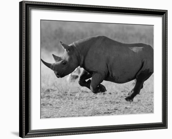 Black Rhinoceros, Running, Namibia-Tony Heald-Framed Photographic Print