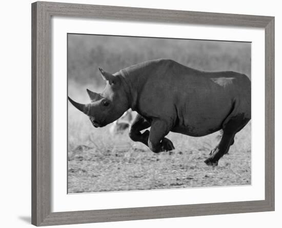 Black Rhinoceros, Running, Namibia-Tony Heald-Framed Photographic Print