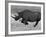 Black Rhinoceros, Running, Namibia-Tony Heald-Framed Photographic Print