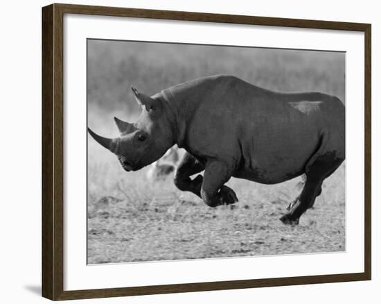 Black Rhinoceros, Running, Namibia-Tony Heald-Framed Photographic Print