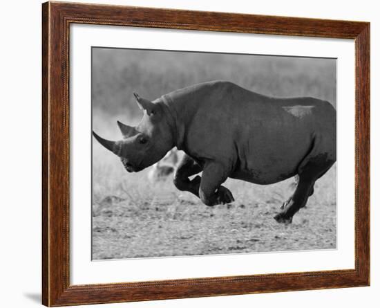 Black Rhinoceros, Running, Namibia-Tony Heald-Framed Photographic Print