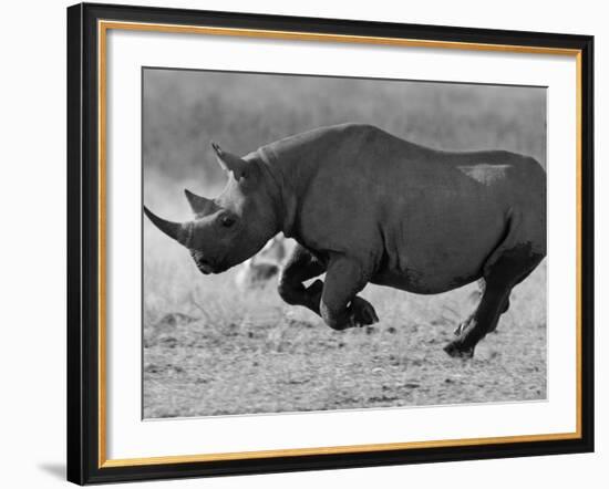 Black Rhinoceros, Running, Namibia-Tony Heald-Framed Photographic Print