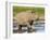 Black Rhinoceros, Walking in Water, Etosha National Park, Namibia-Tony Heald-Framed Photographic Print