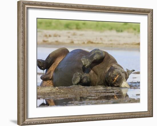 Black Rhinoceros, Wallowing and Rolling in Mud, Etosha National Park, Namibia-Tony Heald-Framed Photographic Print