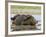 Black Rhinoceros, Wallowing and Rolling in Mud, Etosha National Park, Namibia-Tony Heald-Framed Photographic Print