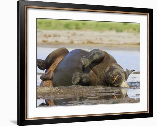 Black Rhinoceros, Wallowing and Rolling in Mud, Etosha National Park, Namibia-Tony Heald-Framed Photographic Print