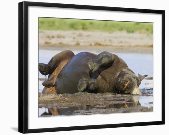 Black Rhinoceros, Wallowing and Rolling in Mud, Etosha National Park, Namibia-Tony Heald-Framed Photographic Print