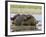 Black Rhinoceros, Wallowing and Rolling in Mud, Etosha National Park, Namibia-Tony Heald-Framed Photographic Print