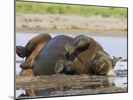 Black Rhinoceros, Wallowing and Rolling in Mud, Etosha National Park, Namibia-Tony Heald-Mounted Photographic Print