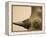 Black Rhinoceros-Henry Horenstein-Framed Premier Image Canvas