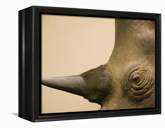 Black Rhinoceros-Henry Horenstein-Framed Premier Image Canvas