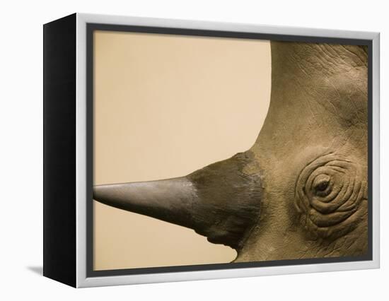 Black Rhinoceros-Henry Horenstein-Framed Premier Image Canvas