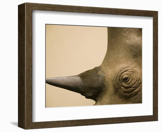 Black Rhinoceros-Henry Horenstein-Framed Photographic Print