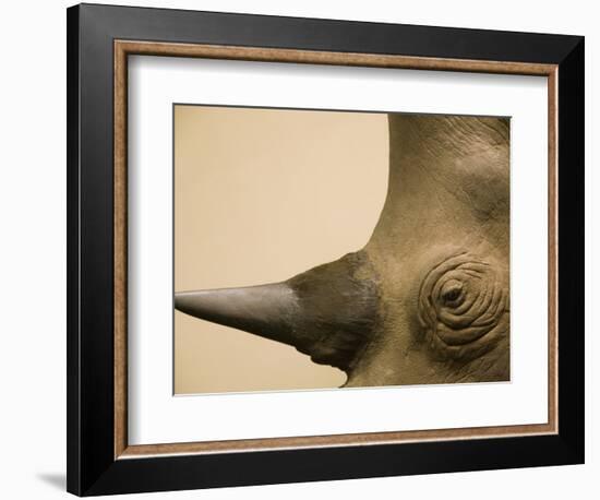 Black Rhinoceros-Henry Horenstein-Framed Photographic Print
