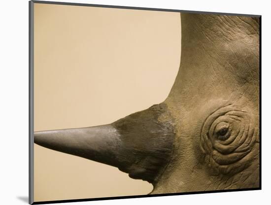 Black Rhinoceros-Henry Horenstein-Mounted Photographic Print