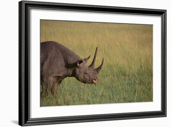 Black Rhinoceros-DLILLC-Framed Photographic Print