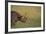 Black Rhinoceros-DLILLC-Framed Photographic Print