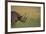 Black Rhinoceros-DLILLC-Framed Photographic Print