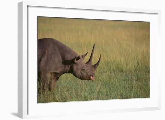 Black Rhinoceros-DLILLC-Framed Photographic Print