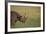 Black Rhinoceros-DLILLC-Framed Photographic Print