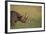 Black Rhinoceros-DLILLC-Framed Photographic Print