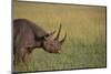 Black Rhinoceros-DLILLC-Mounted Photographic Print