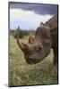 Black Rhinoceros-DLILLC-Mounted Photographic Print