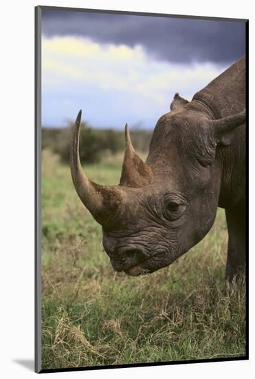 Black Rhinoceros-DLILLC-Mounted Photographic Print