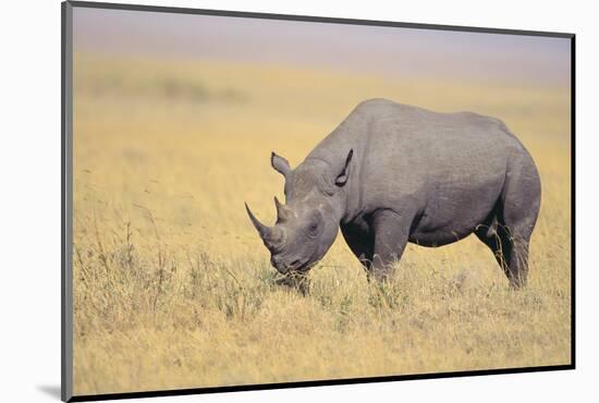 Black Rhinoceros-DLILLC-Mounted Photographic Print