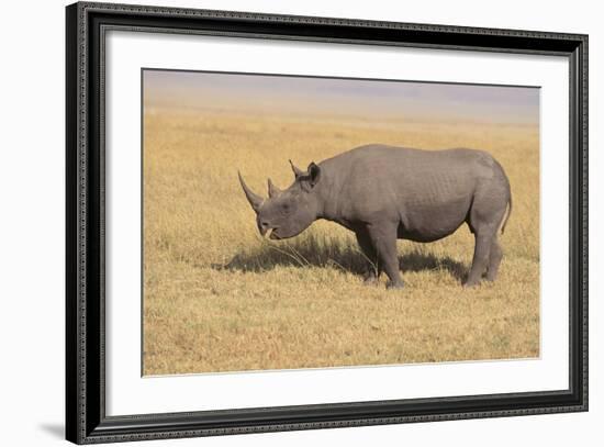 Black Rhinoceros-DLILLC-Framed Photographic Print