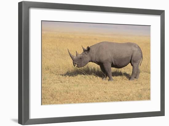 Black Rhinoceros-DLILLC-Framed Photographic Print