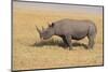 Black Rhinoceros-DLILLC-Mounted Photographic Print