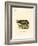 Black Rhinoceros-null-Framed Giclee Print