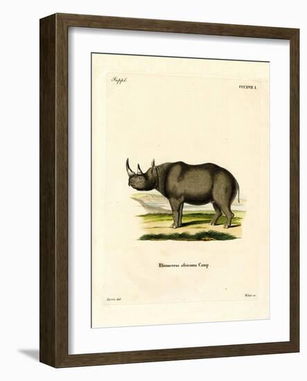 Black Rhinoceros-null-Framed Giclee Print