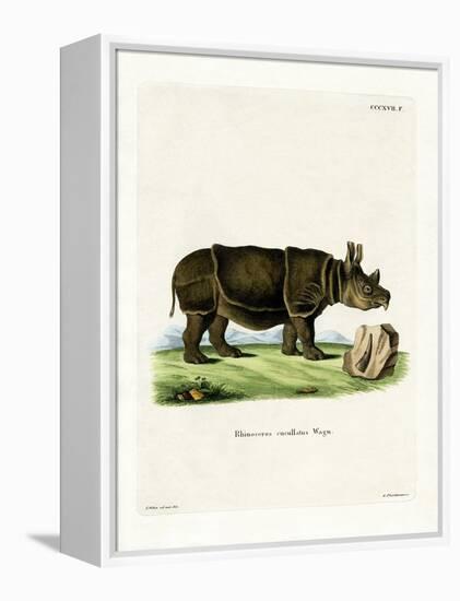 Black Rhinoceros-null-Framed Premier Image Canvas