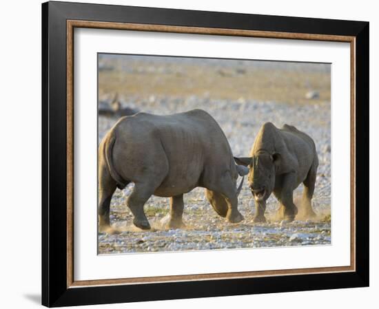 Black Rhinoceroses, Female Rejecting Amorous Male's Advances, Etosha National Park, Namibia-Tony Heald-Framed Photographic Print