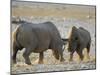 Black Rhinoceroses, Female Rejecting Amorous Male's Advances, Etosha National Park, Namibia-Tony Heald-Mounted Photographic Print