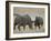 Black Rhinoceroses, Female Rejecting Amorous Male's Advances, Etosha National Park, Namibia-Tony Heald-Framed Photographic Print