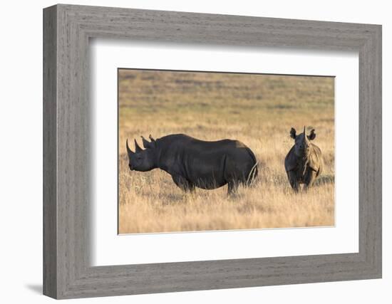 Black Rhinos (Diceros Bicornis), Lewa Wildlife Conservancy, Laikipia, Kenya, East Africa, Africa-Ann and Steve Toon-Framed Photographic Print
