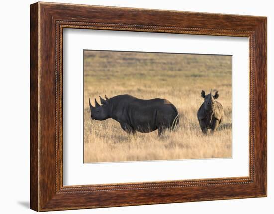 Black Rhinos (Diceros Bicornis), Lewa Wildlife Conservancy, Laikipia, Kenya, East Africa, Africa-Ann and Steve Toon-Framed Photographic Print